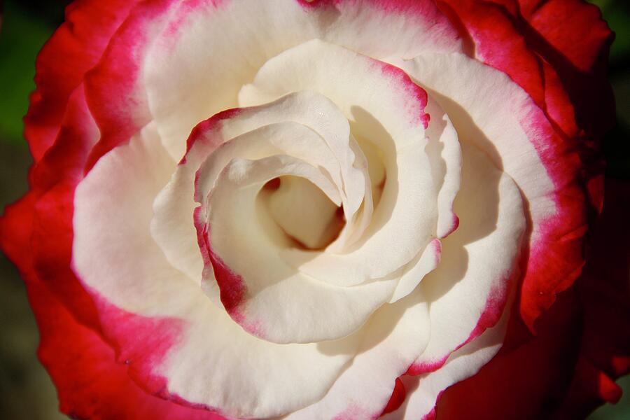 Rose Close Up Photograph