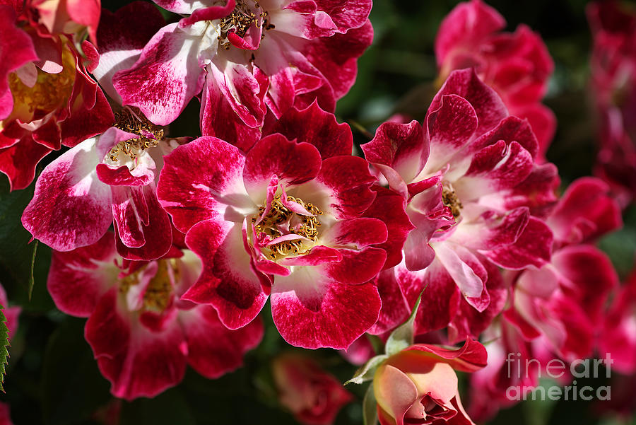 Nature Photograph - Rose Cluster by Joy Watson