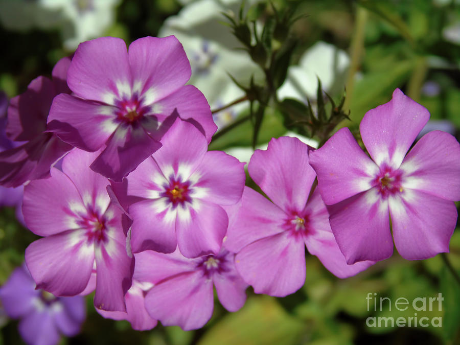 Rose Colored Phlox Photograph by D Hackett