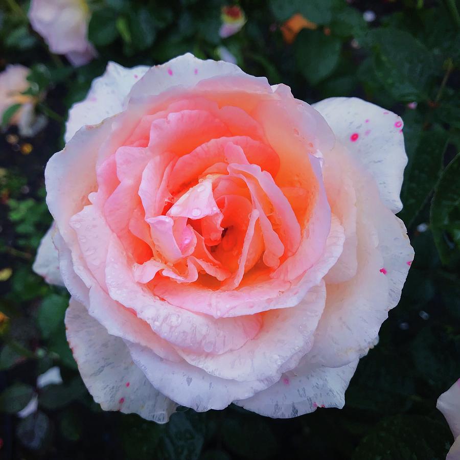 Rose Colored View Photograph by Emily Lantz Fine Art America