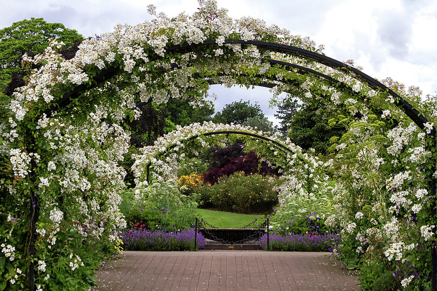 Rose covered arches  Photograph by Shirley Mitchell