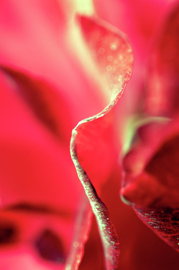 Rose Curves 1 Photograph by Dubi Roman
