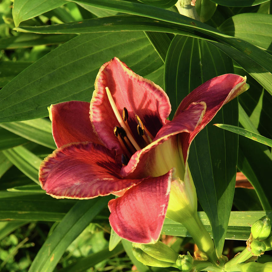 daybreak barely rose