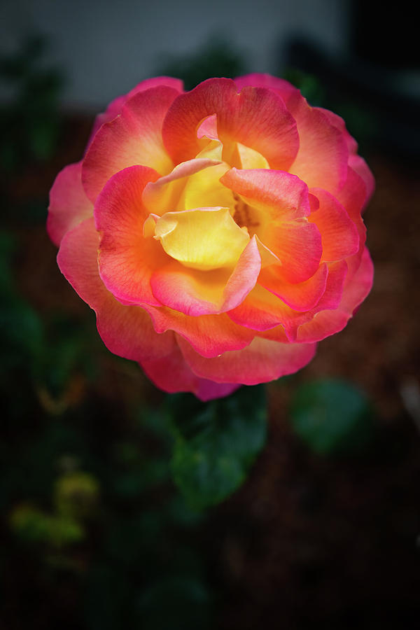 Rose Photograph by Denise Kopko