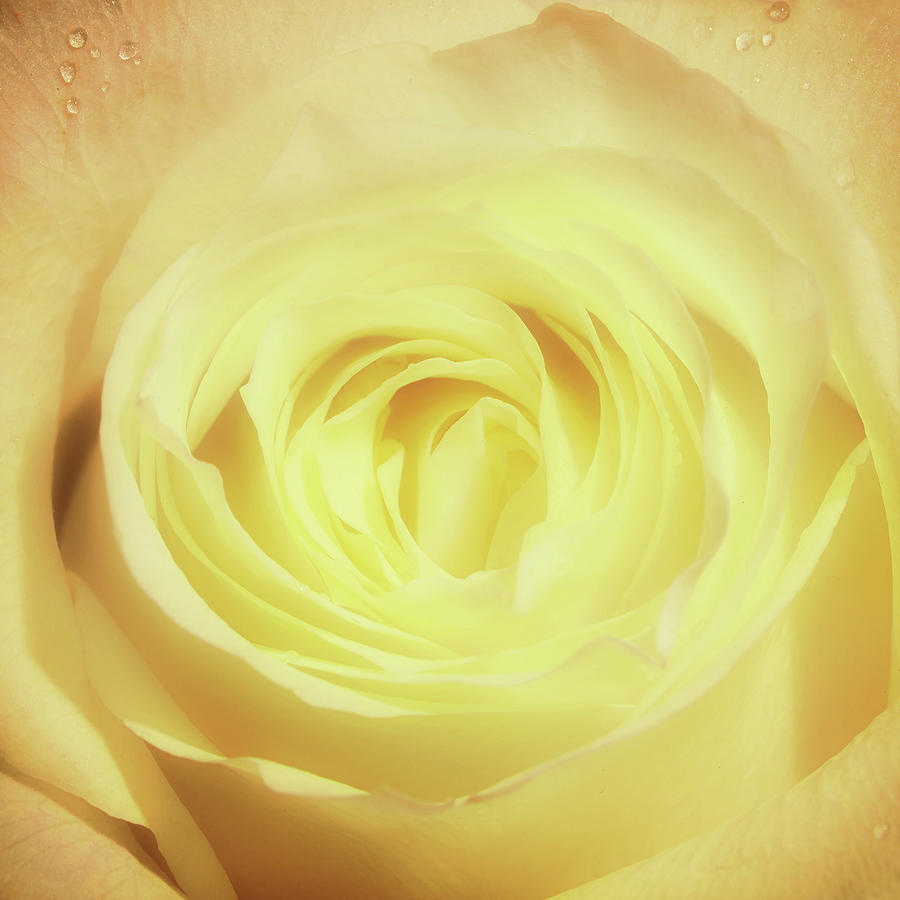 Rose Detail Photograph
