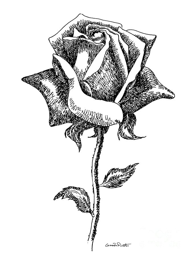 Rose Drawings Black-White 5 Drawing by Gordon Punt