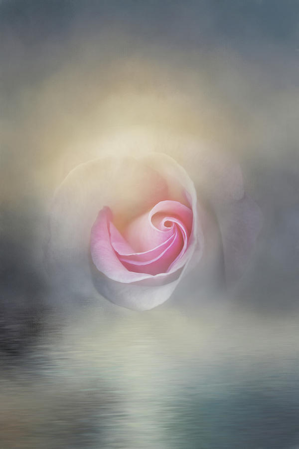 Rose Dream Digital Art by Terry Davis