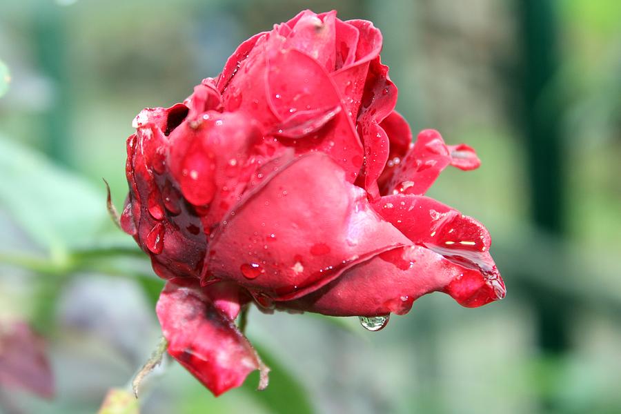 Rose Droplets Photograph by Vesna Martinjak