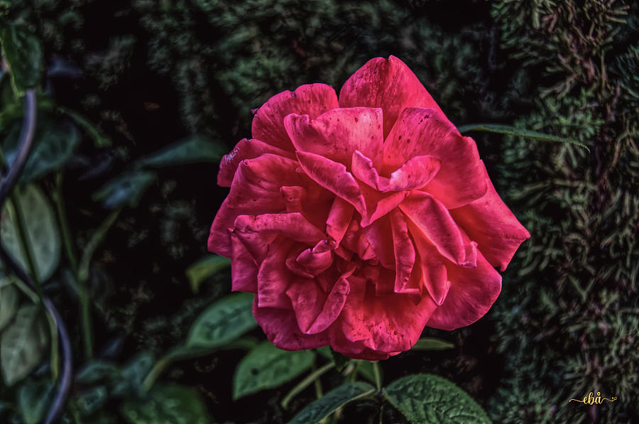 Rose Photograph by Elaine Berger