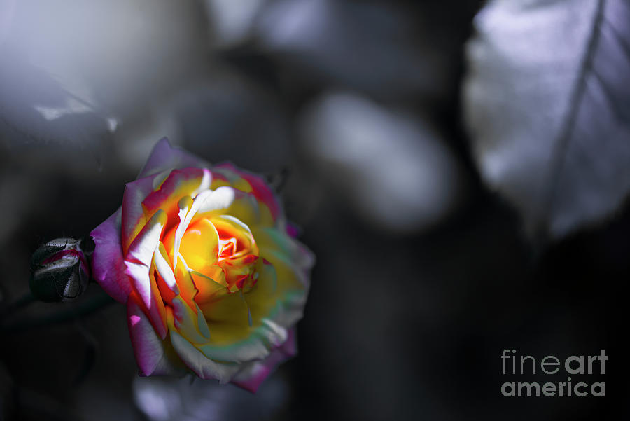 Flower Photograph - Rose by Evmeniya Stankova