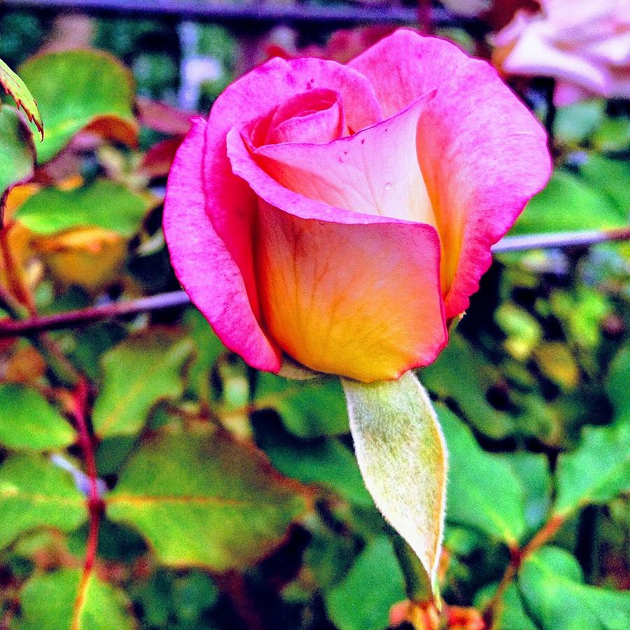 Rose Photograph by Faa shie