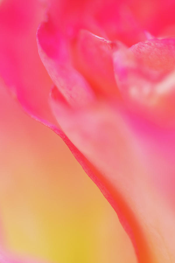 Rose Flower Abstact Photograph