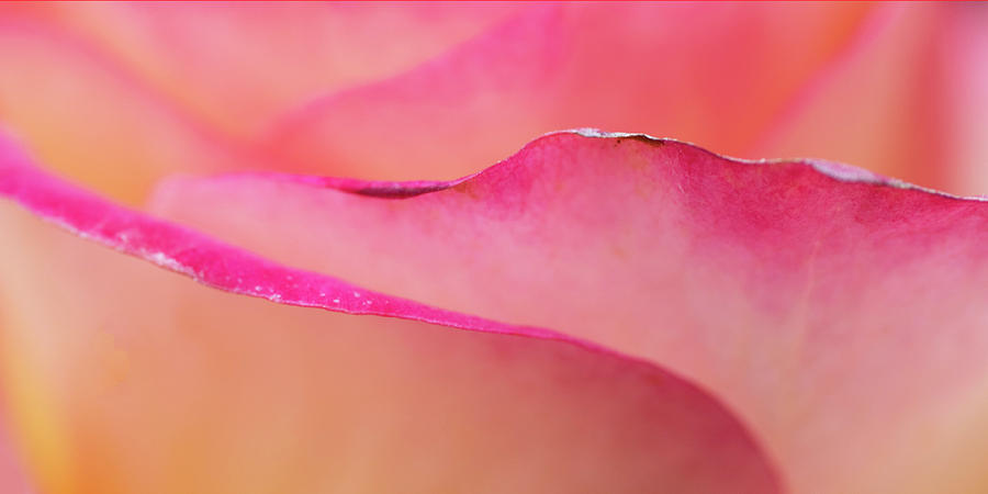 Rose Flower Abstract #2 Photograph