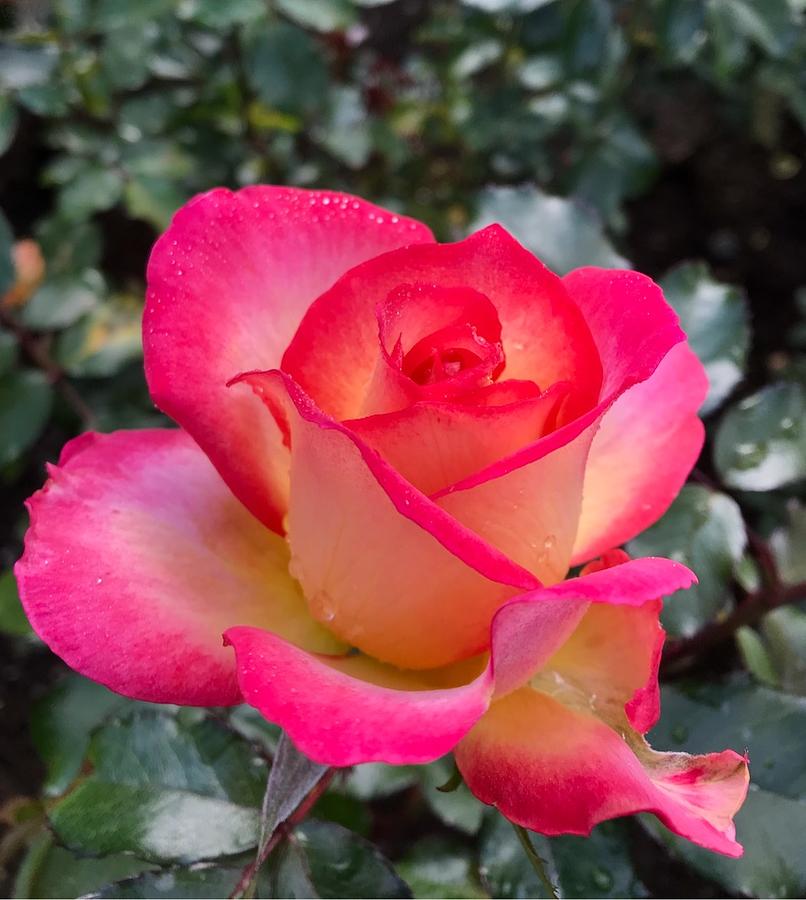 Rose Flower Photograph by Caroline Stella