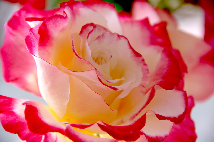 Rose Flower Close Up Photograph