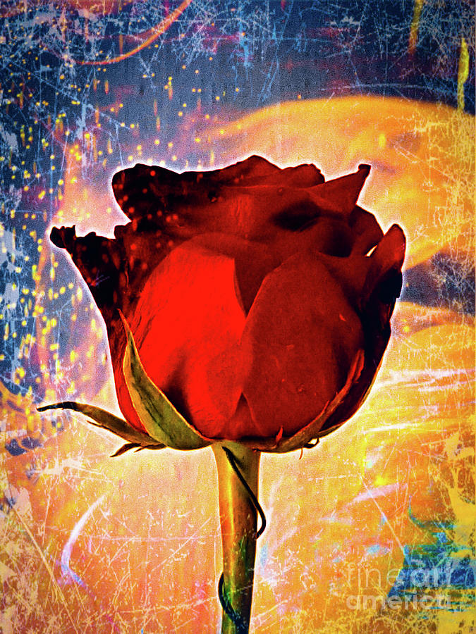 Still Life Photograph - Rose Flower Grunge  by Daniel Janda