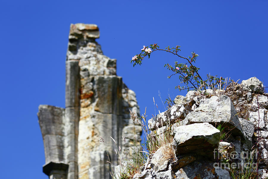 Rose flowers among ruins Photograph by James Brunker