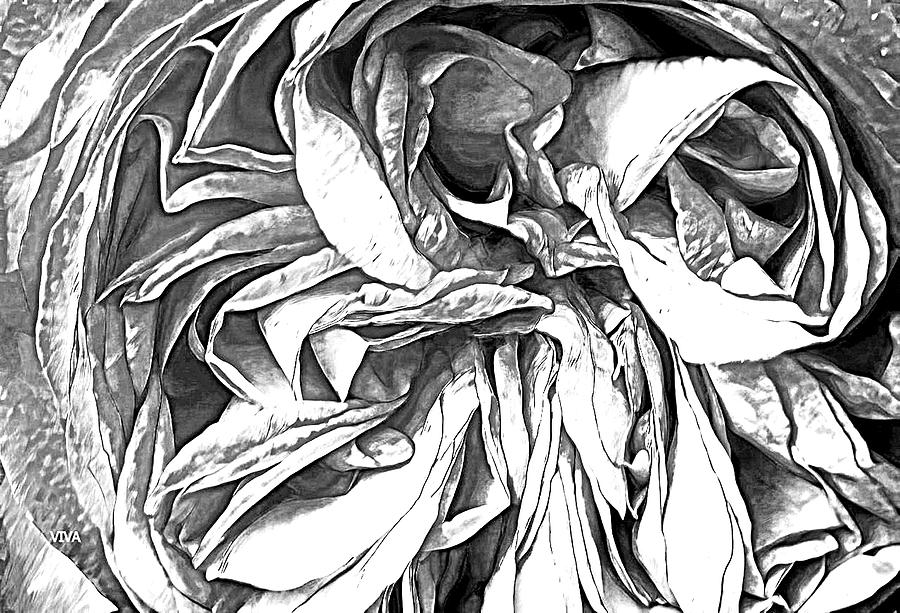 Rose Folds -  B - W Photograph by VIVA Anderson