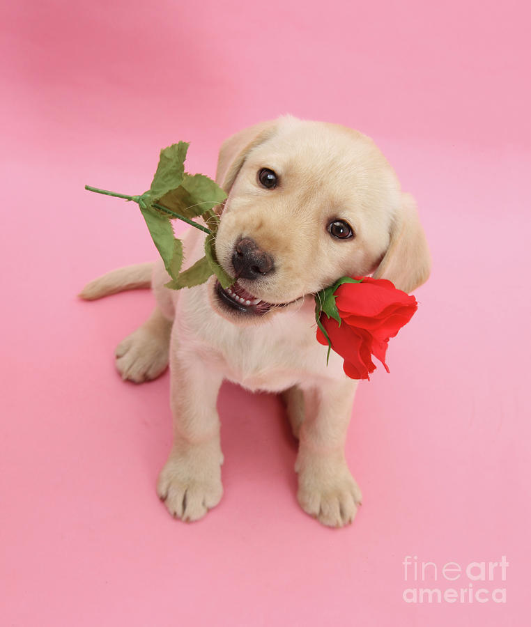 Rose for You Labrador Photograph by Warren Photographic