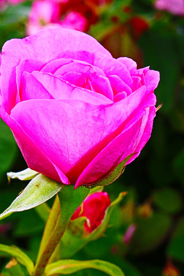 Pink Roses Photograph - Rose for You by Loretta S