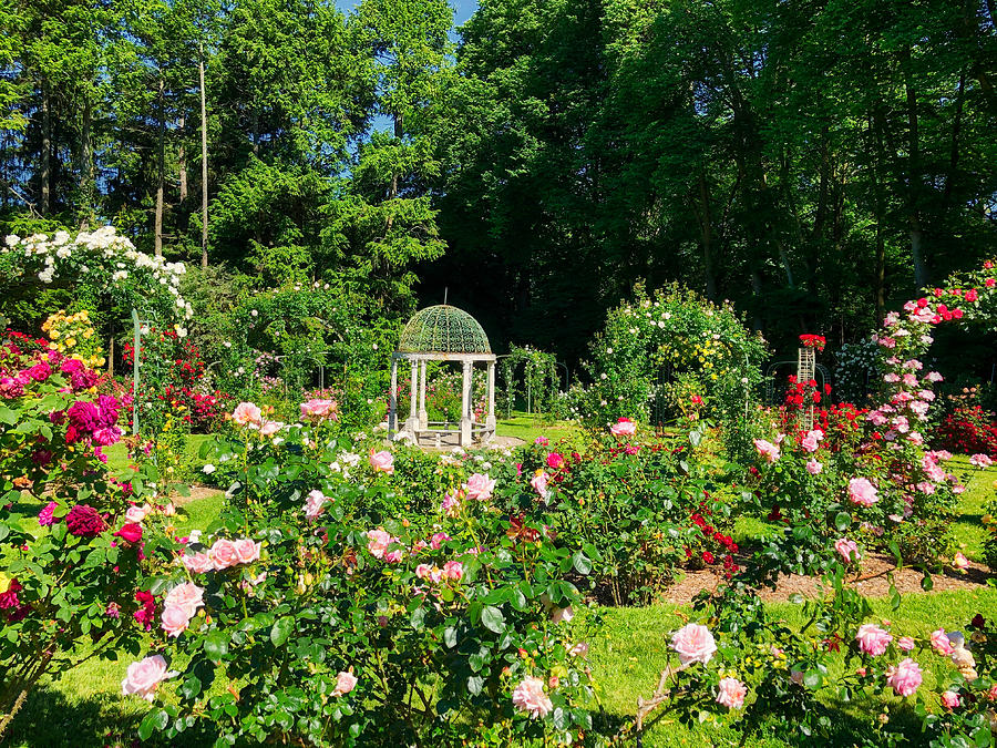 Rose Garden at Lyndhurst Photograph by Russel Considine