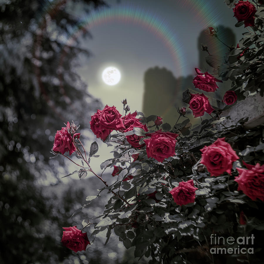 Rose Garden At Night Photograph