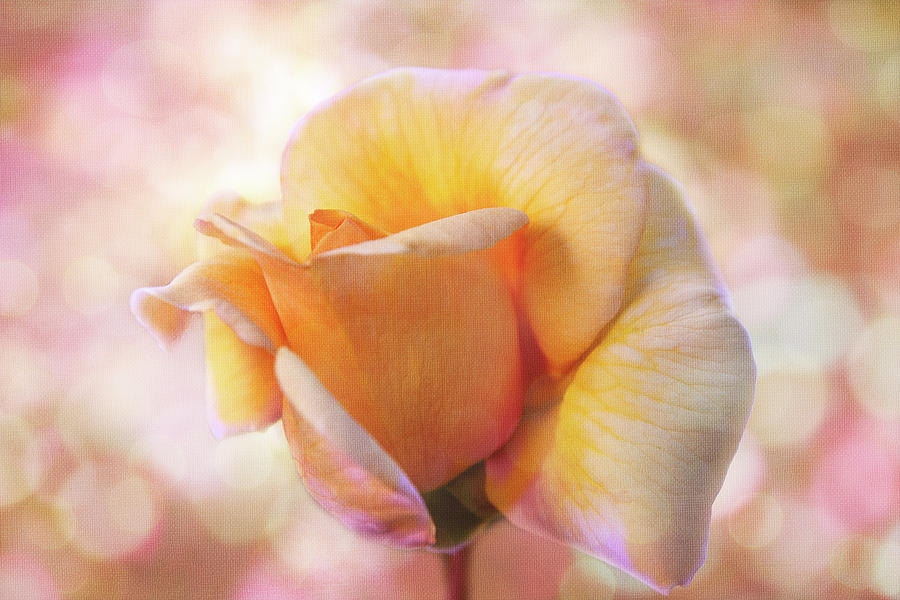 Rose Garden Beauty Digital Art by Terry Davis