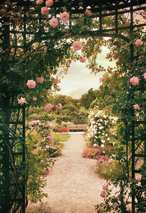 Rose Garden Grace Photograph by Jessica Jenney