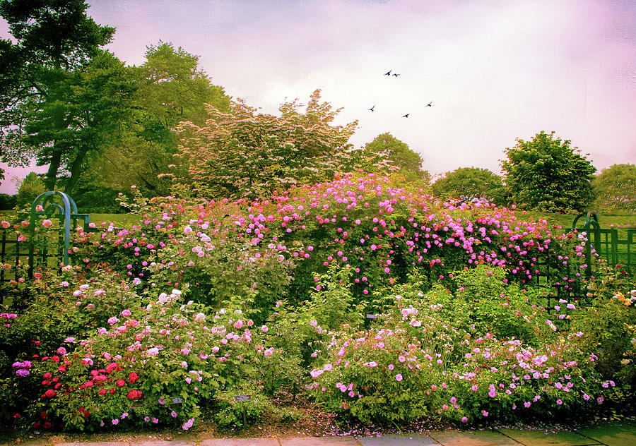 Rose Garden Greeting Photograph by Jessica Jenney