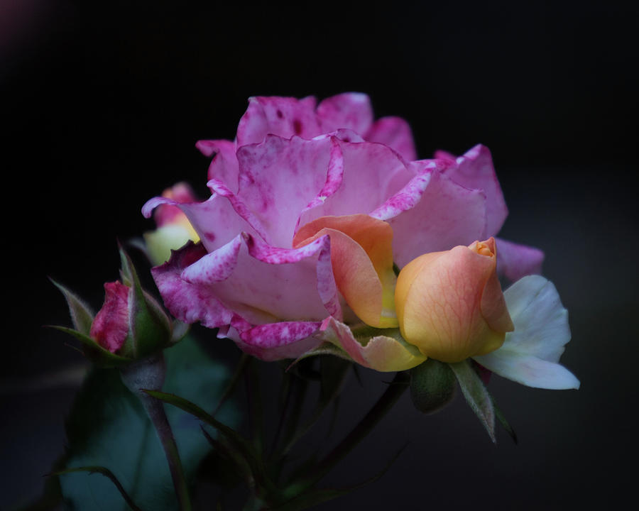 Atlanta Photograph - Rose Garden by Judy Garrard
