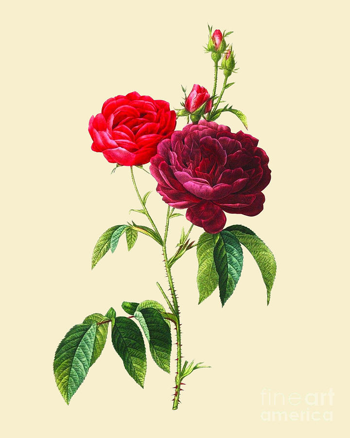 Rose Digital Art - Rose Garden by Madame Memento