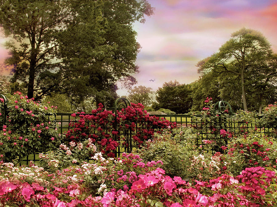 Rose Garden Nostalgia Photograph by Jessica Jenney