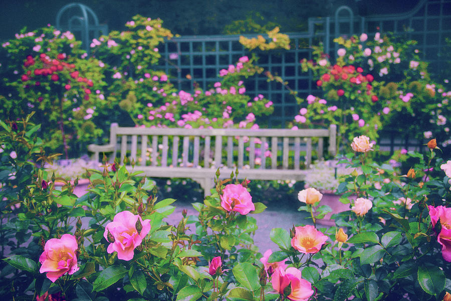 Rose Garden Repose Photograph by Jessica Jenney