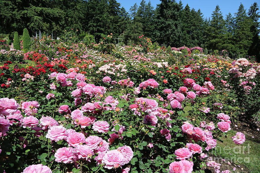 Rose Garden Splendor Photograph by Carol Groenen