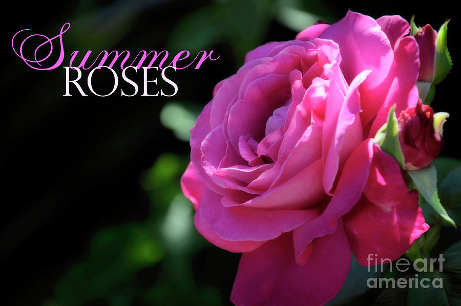 Rose garden Summer deep pink rose against a dark green garden se Photograph by Milleflore Images