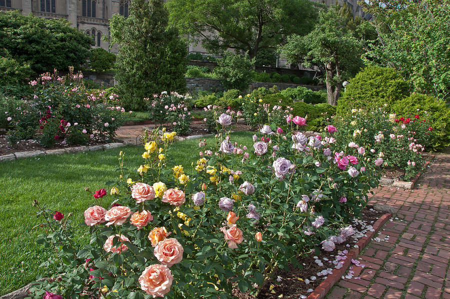 Rose Garden Photograph by Valerie Brown