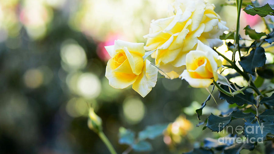 Rose garden with bokeh background and copy space. Photograph by Milleflore Images