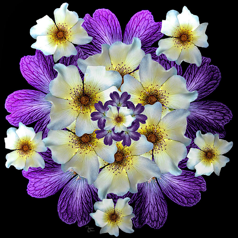 Rose Geranium Mandala Photograph
