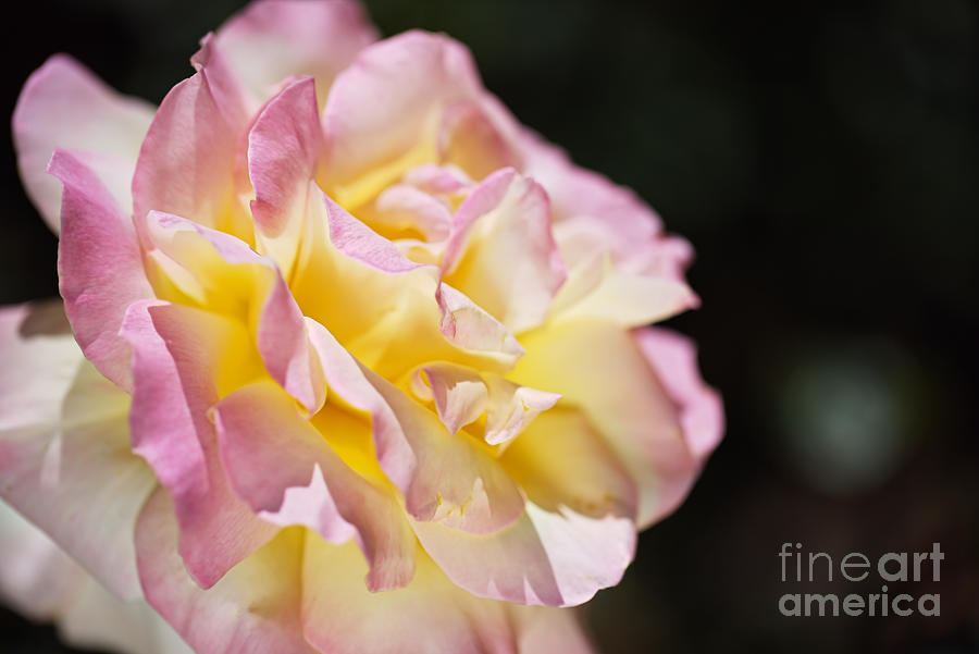 Rose Glowing Pink and Golden  Photograph by Joy Watson