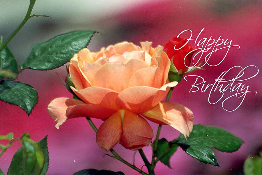 Garden Rose, Happy Birthday  Photograph by Bonnie Colgan