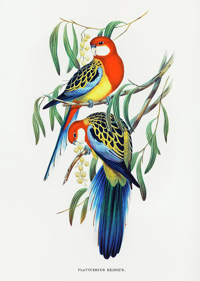 Parakeet Drawing - Rose-hill Parakeet by Elizabeth Gould