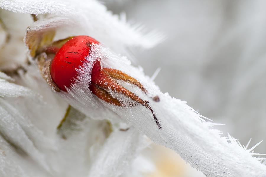 Rose hip (Rosa canina) covered with snow and hoarfrost, Hesse, Germany Photograph by Wilfried Martin