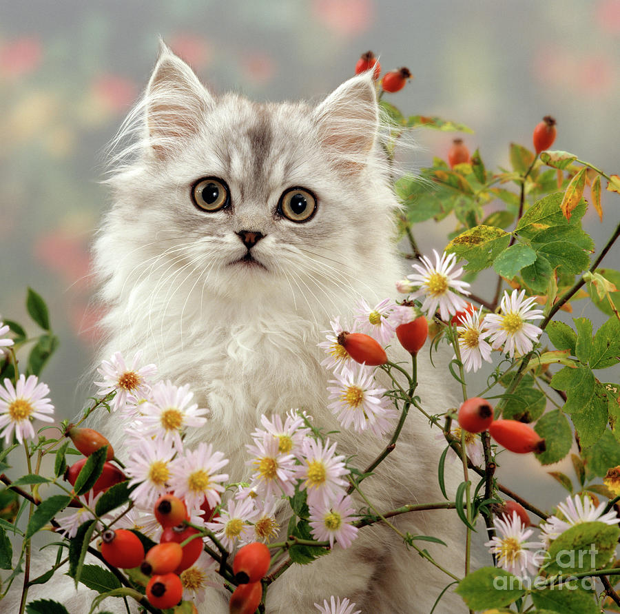 Rose hip Silver Tabby Photograph by Warren Photographic
