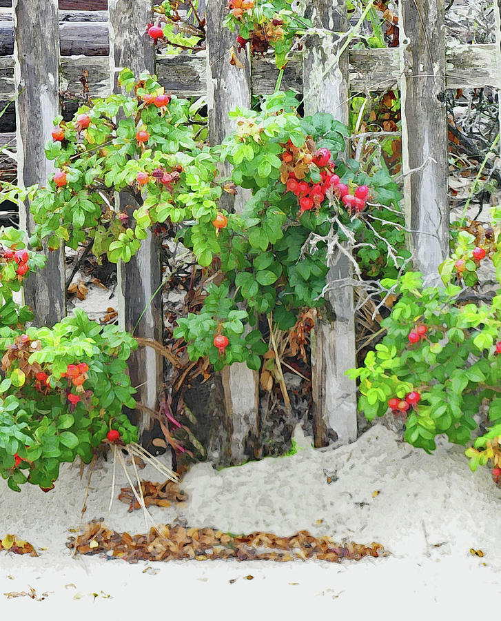 Rose Hips Growing on a Fence Mixed Media by Sharon Williams Eng
