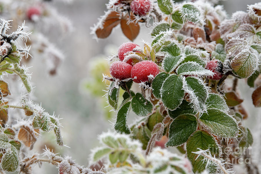 Rose Hips in the Frost Photograph by Tim Gainey