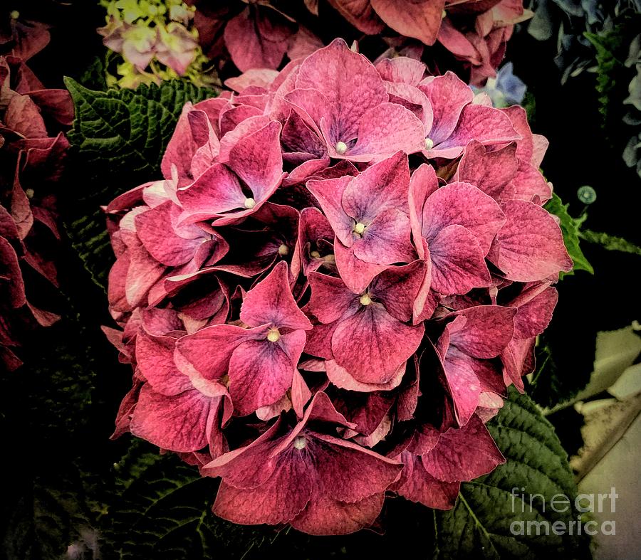 Rose Hydrangea Bloom Photograph by Luther Fine Art