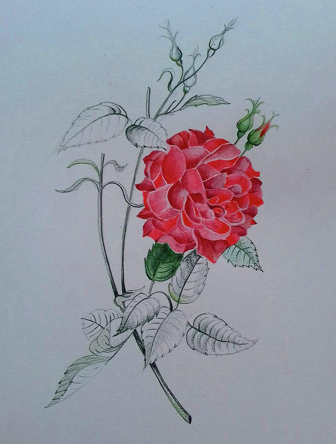 Rose II Drawing by Carolina Prieto Moreno