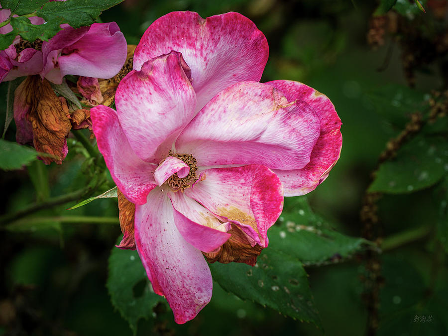 Rose II Color Photograph by David Gordon