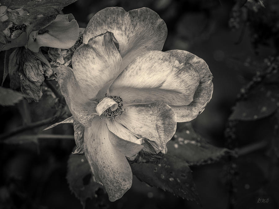 Rose II Toned Photograph by David Gordon