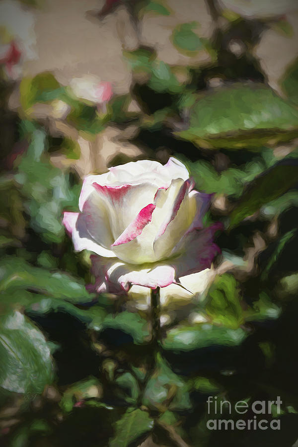 Rose Impression Photograph by Elaine Teague